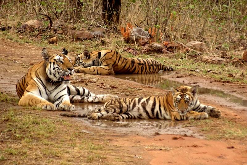 Jungle Safari near Bundeli Camps