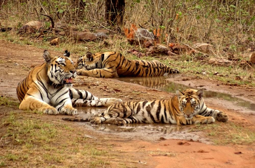 Panna National Park near Bundeli Camps